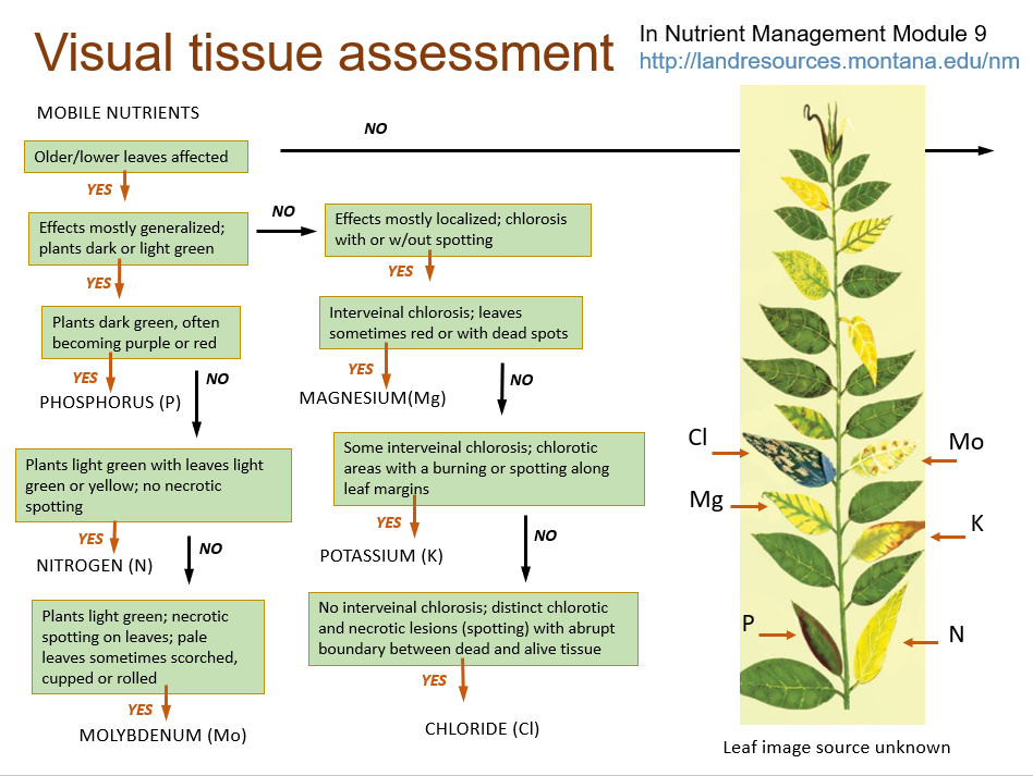 Visual tissue assessment